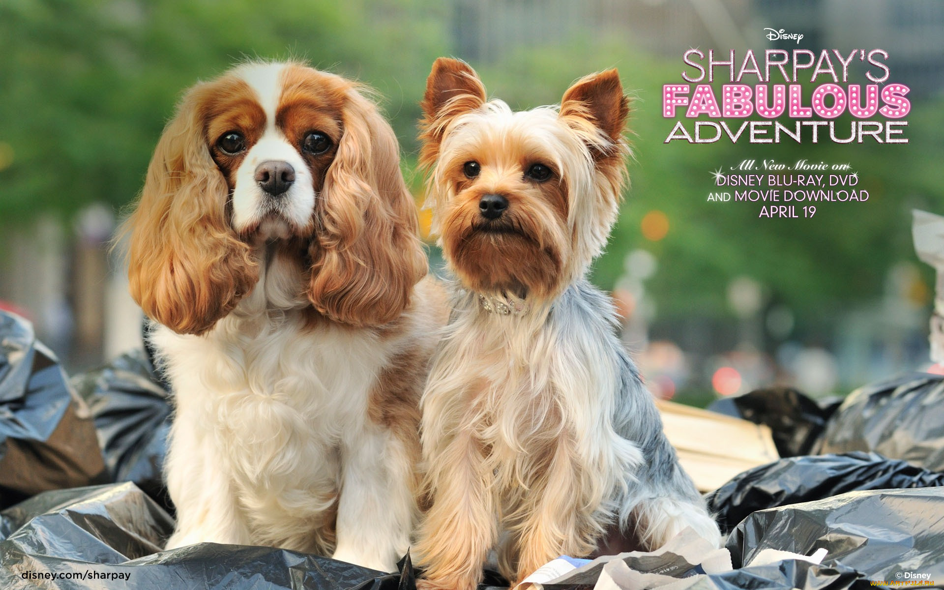 sharpay`s, fabulous, adventure, , 